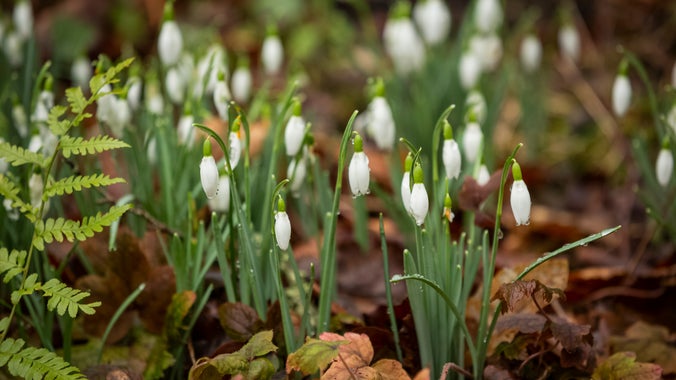 A close-up of snowdrops growing among brown leaf litter and bright green bracken at Colby Woodland Garden, Pembrokeshire.